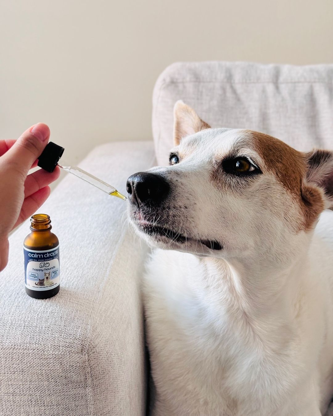 Dog taking happy hounds cbd calm drops for calm and stress support 