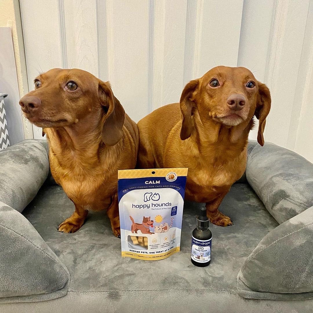 two-daschunds-with-happy-hounds-best-cbd-dog-treats-and-calming-drops