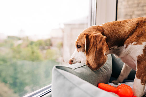 happy-hounds-cbd-for-dogs-separation-anxiety-near-me