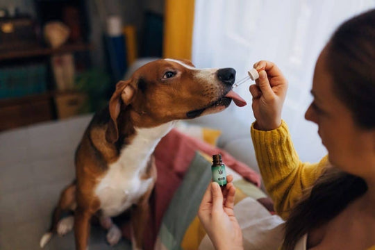Dog-mom-giving-cbd-oil-to-anxious-dog
