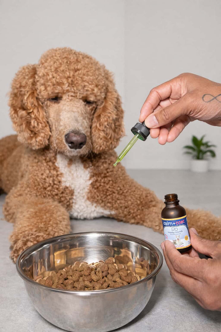 Dog with a bowl of food and a bottle of supplements on a table