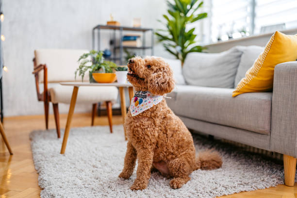 Brown dog sitting on a rug in a living room with a couch and plants in the background.
