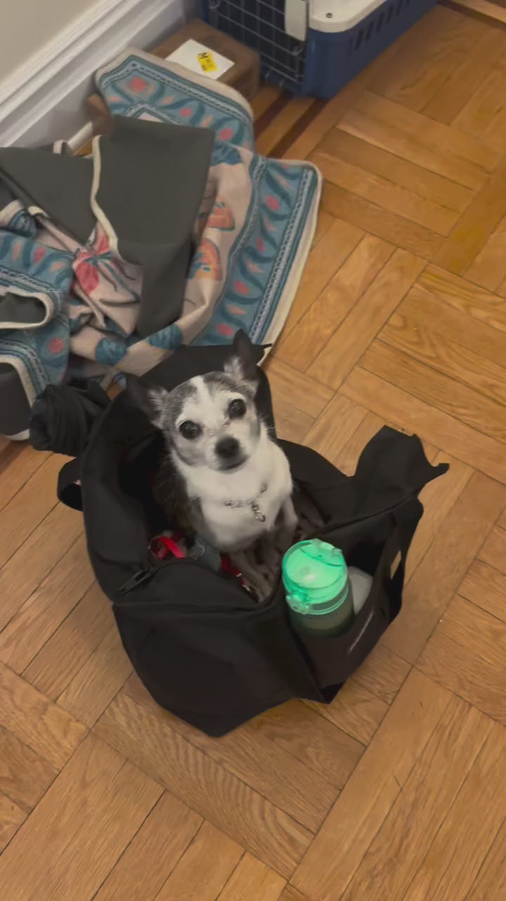 Load video: Chihuahua using Calm Treats for Travel Anxiety for a trips to Grandma's house